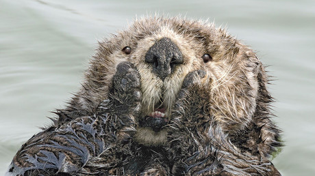 Lachen erwünscht! Die Internationalen Comedy Wildlife Photography Awards 2019