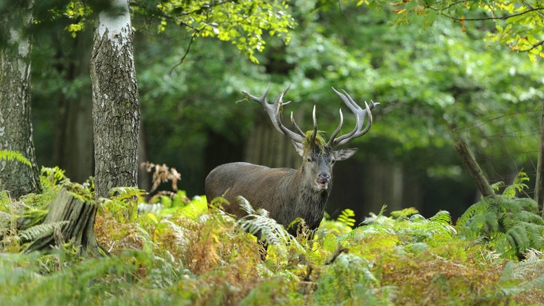 USA: Jäger verwechselt 17-Jährigen mit Hirsch und erschießt ihn
