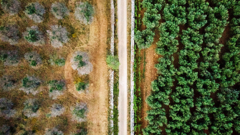 Das Sterben der Oliven: Wie das Bakterium Xylella fastidiosa Italiens Süden zerstört