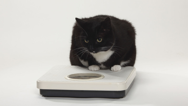Fettleibige Katze macht auf Laufband erste Schritte in Richtung Schlankheit