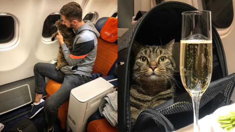 1:0 für die Schwerkraft: Zu dicker Kater darf nicht ins Flugzeug – Herrchen trickst Mitarbeiter aus