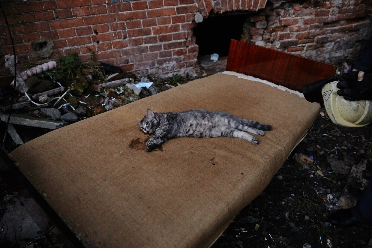 Niemand bleibt zurück: Feuerwehrmann rettet Katze nach Rauchvergiftung vor dem Tod