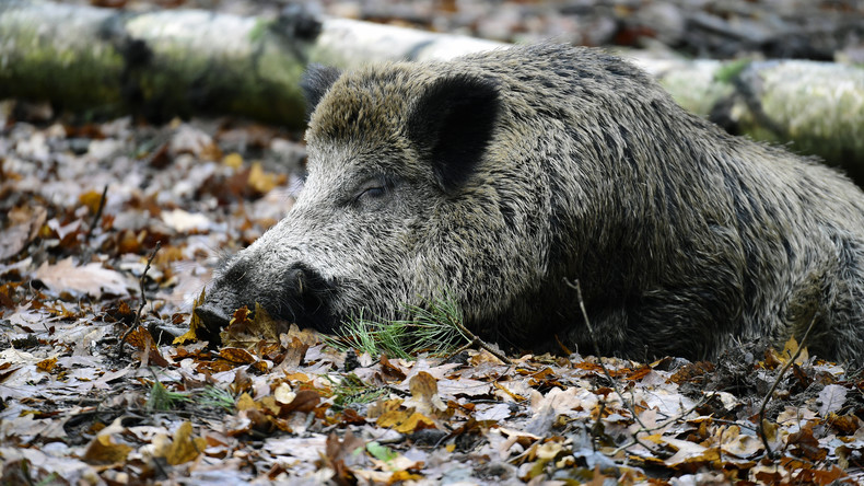 Nur noch 42 Kilometer: Afrikanische Schweinepest auf dem Vormarsch nach Deutschland