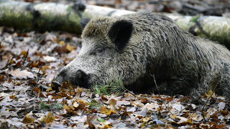 Nur noch 42 Kilometer: Afrikanische Schweinepest auf dem Vormarsch nach Deutschland