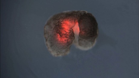 "Weder Roboter noch Tiere": Forscher entwickeln erste Nanobots komplett aus lebenden Zellen