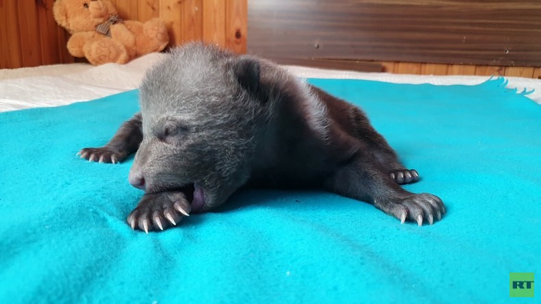 Baby-Bärin Mascha entzückt russische Aufzuchtstation