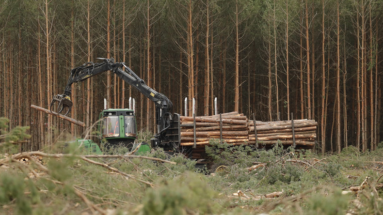 Tesla-Fabrik: Baumpiraten blockieren Waldrodung in Grünheide (Video)