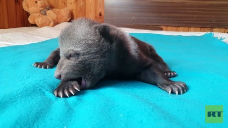 Baby-Bärin Mascha entzückt russische Aufzuchtstation