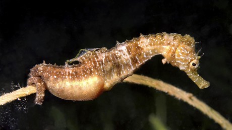 Mikrochirurgie im Aquarium: Spanische Tierärzte operieren Seepferdchen wegen Bruttaschenvorfalls