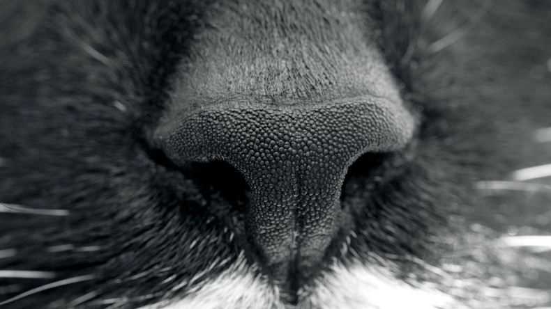 Riecher in vollem Einsatz: Video eines Katzenmauls sammelt fast 8,5 Millionen Views