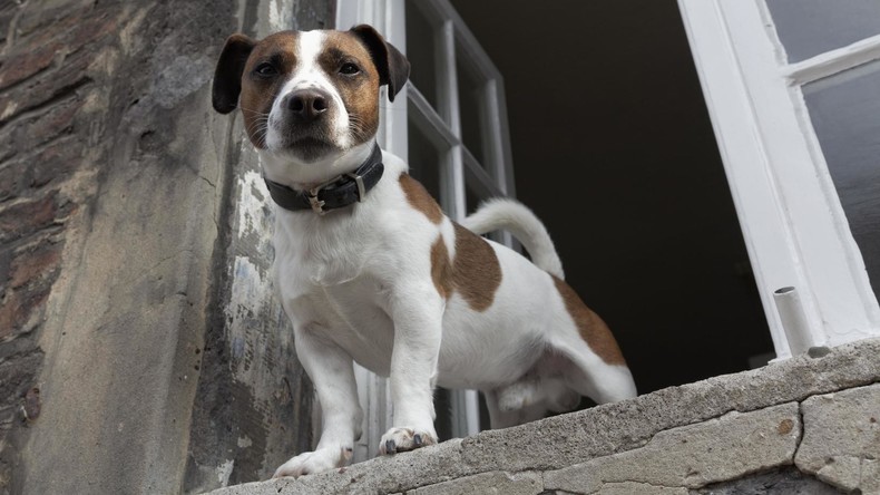 Zu grausam oder zu pflichtbewusst? Herrchen führt Hund direkt aus dem ersten Stock Gassi