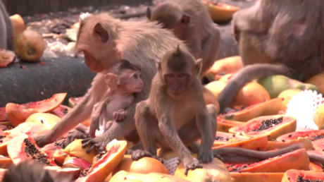 Tierisches in Zeiten von Corona