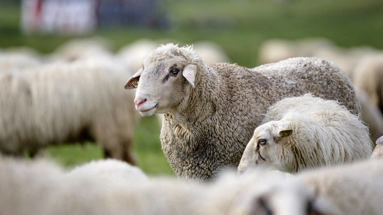 COVID-19-Ausgangssperre: Schafe erobern türkische Küstenstadt