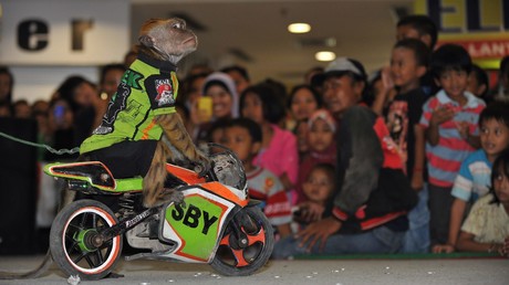 Versuchte Entführung am helllichten Tage: Affe auf Minimoto greift Kleinkind in Indonesien an