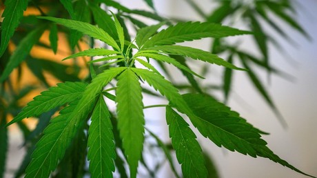 Schützt Cannabis vor einer Corona-Infektion?