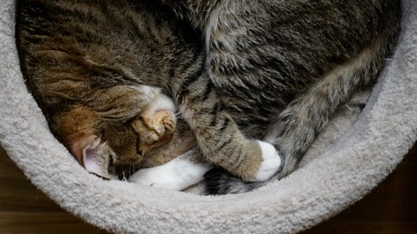 Nicht nur Menschen: Katze in Moskau muss wegen Corona in Quarantäne