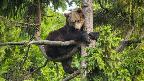 Bär will Vögel um Futter bringen: Mann verteidigt Futterhäuschen mit lauten Rufen