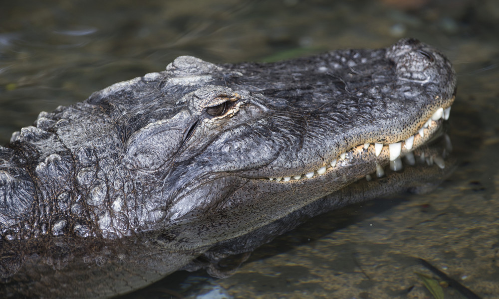 Rettungseinsatz für Portemonnaie: Mutter betritt Gehege mit Alligatoren – Sohn wird zurechtgewiesen