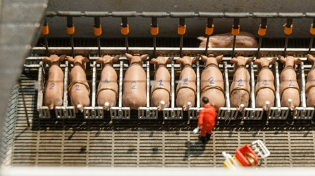 Schöngefärbter Scheinkompromiss: Bundesrat stimmt möglicherweise für mehr Tierleid in der Industrie
