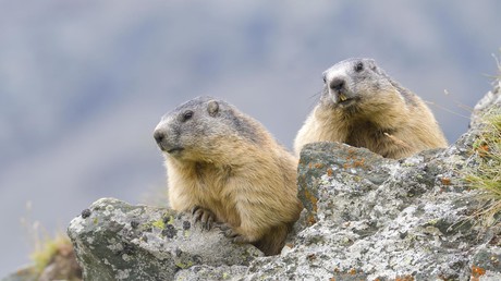 Beulenpest-Fälle in China und der Mongolei – Ansteckungen offenbar durch Murmeltiere