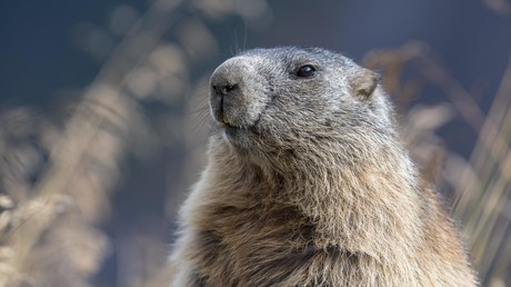 Beulenpest in China und der Mongolei: Russland verstärkt Patrouillen gegen Murmeltierjagd