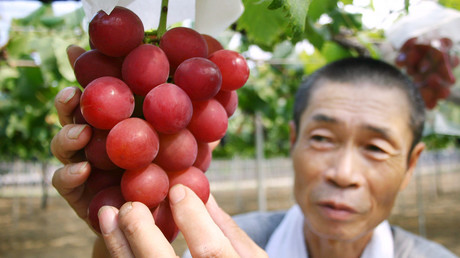 Rekordpreis für Weinbeeren in Japan: Rund 30 Trauben für 10.000 Euro