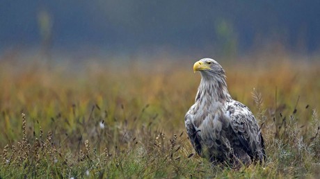 Niedersachsen: Polizei übernimmt Krankentransport für verletzten Seeadler