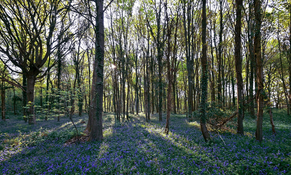 Jahrelang für tot gehalten: Mann aus Litauen versteckte sich im Wald in England