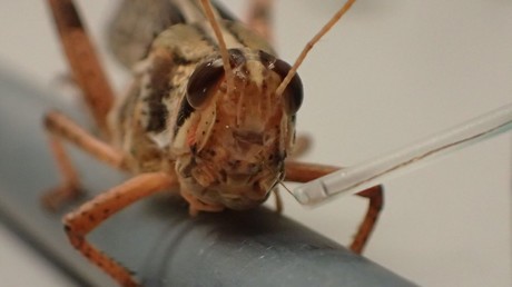 Forscher entwickeln Cyborg-Heuschrecken, die Sprengstoff erschnüffeln