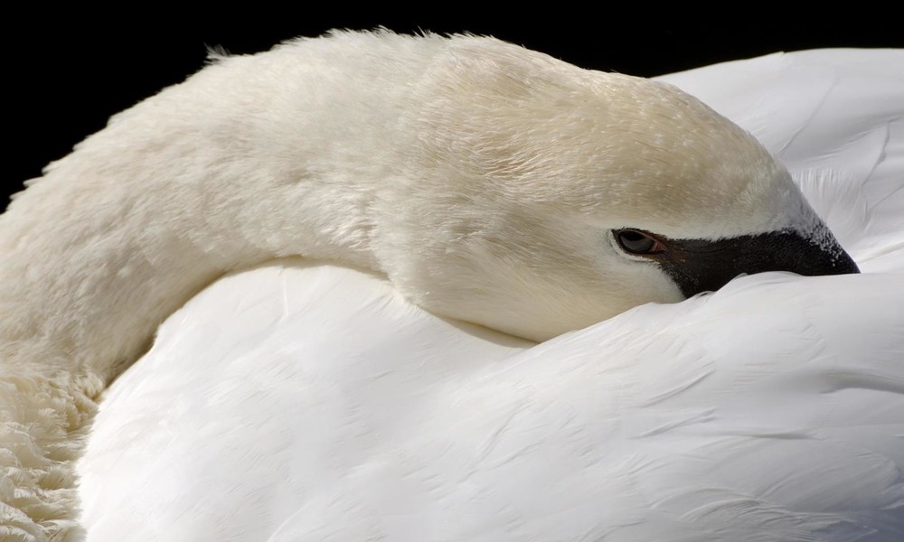 Penibler Schwan: Vogel erinnert Frau an soziale Distanz und strikte Corona-Auflagen