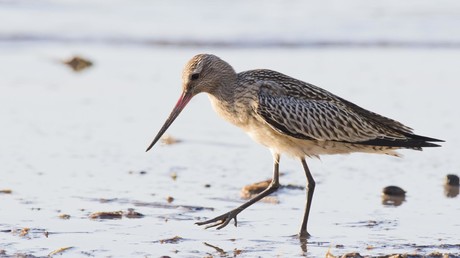 Von Alaska bis Neuseeland: Schnepfe bricht Weltrekord im Nonstop-Vogelflug
