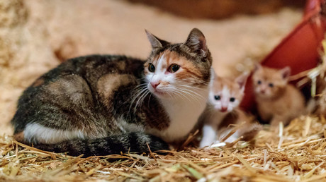 Mutterinstinkt macht Katze zur Löwin: Passant muss Hund und Hose retten