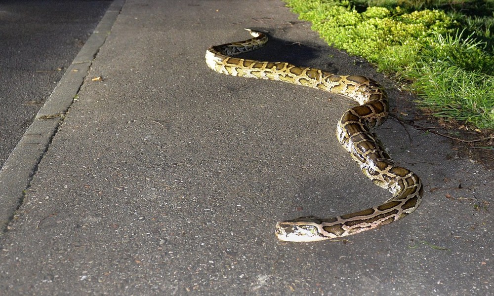Katze im Würgegriff eines Pythons – Passanten eilen zu Hilfe
