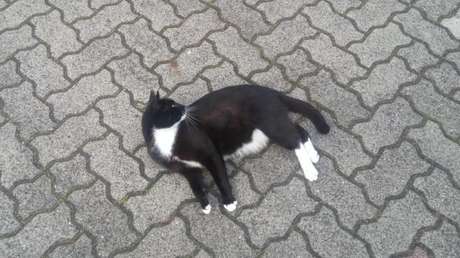 Demmins künftiger Bürgermeister? – Kater Quarky will als Kandidat antreten