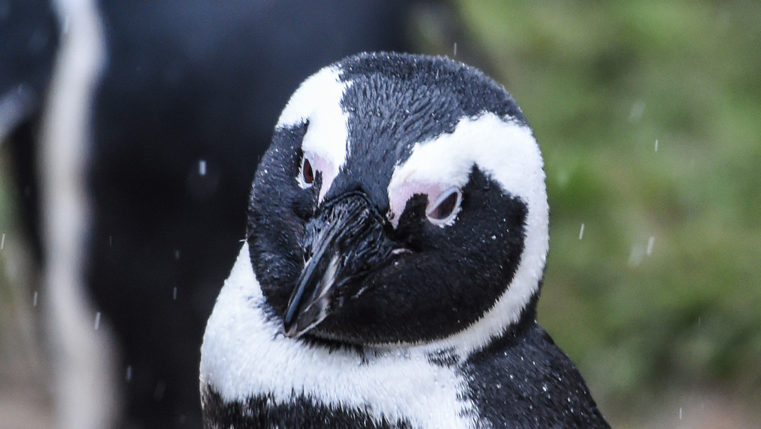 Pinguin rettet sich vor Orcas durch Sprung auf Boot mit Touristen