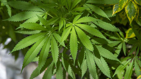 Mexiko gibt als drittes Land der Welt Cannabis für Freizeitkonsum frei
