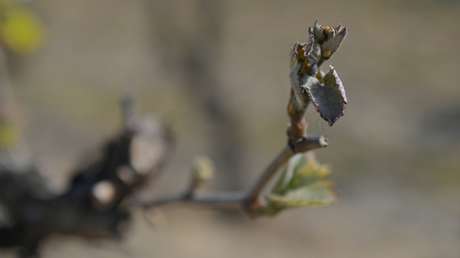 Nach Frosteinbruch: Französische Bauern fürchten um Ernte