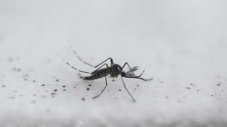 Florida : Von Bill Gates gefördertes Unternehmen will genmanipulierte Mücken aussetzen