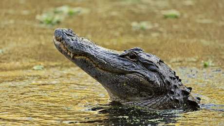 "Ein gewöhnlicher Tag in Florida": Mann benutzt Alligator als Dosenöffner