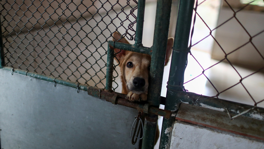 استرالیا: سگ های پناهگاه مجاز هستند "ریسک تاج" به حیوانات شلیک نکنید