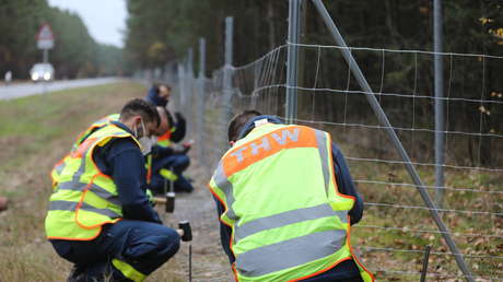 Schweinepest: Sachsen fordert intensivere Jagd auf Wildschweine – auch in Polen