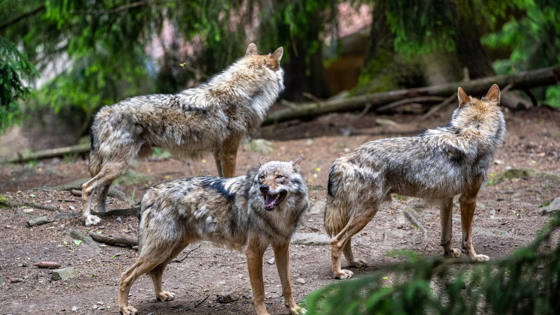 Streitpunkt Wolf: Wieder 25 Schafe gerissen – Schäfer klagen über steigende Verluste