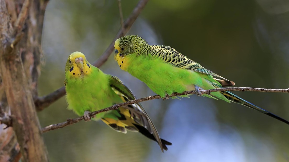 Vögel außer Kontrolle: Australier beschweren sich über Einfall betrunkener Papageien