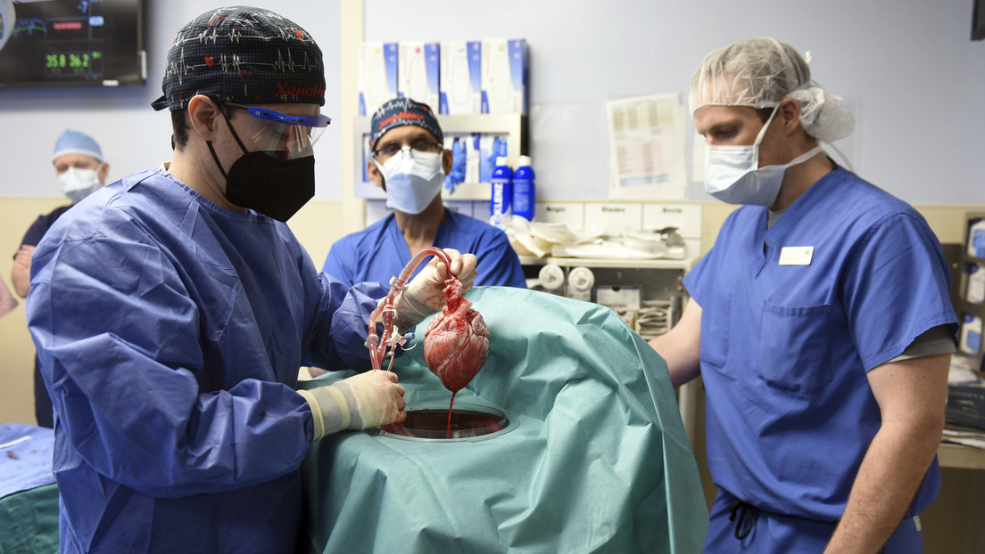 Bahnbrechende Operation in den USA: Erster Patient weltweit bekommt Schweineherz transplantiert