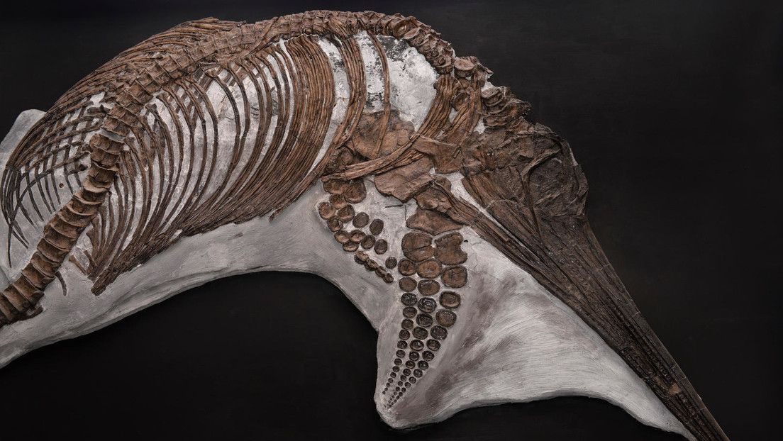 Spektakulärer Fund: 180 Millionen Jahre altes Ichthyosaurier-Skelett entdeckt