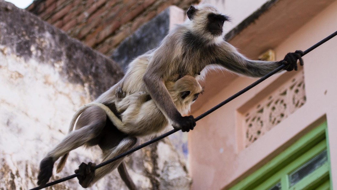 Indien: Affen stehlen Baby und ertränken es im Wassertank
