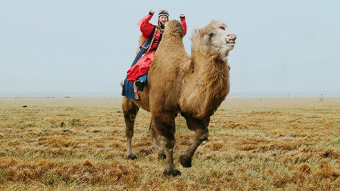 Калмыкия: верблюды в Европе?!