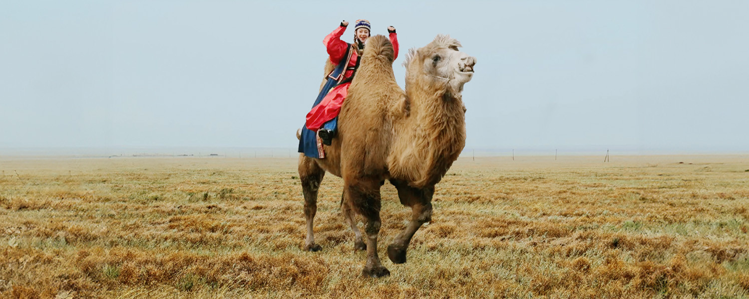 Калмыкия: верблюды в Европе?!