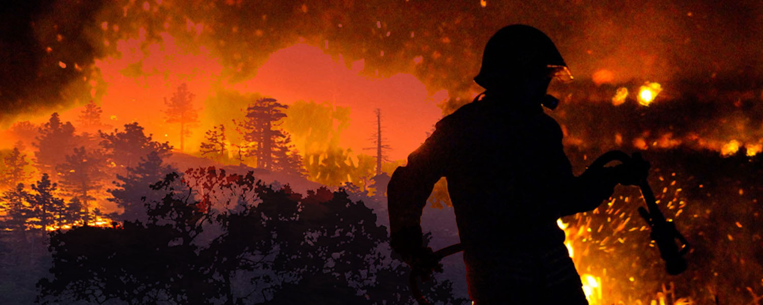  Вырубка и пожары. Что происходит с российскими лесами?