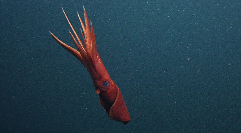 Giant squid alert: Beast from deep freaks out Russian sailors (VIDEO)